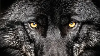 A Better Wolf V2.0 ZImageTurbo