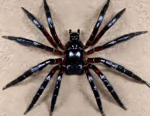 spider real