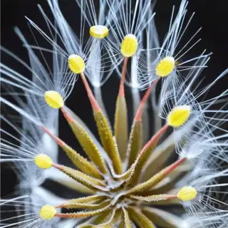 microcosm